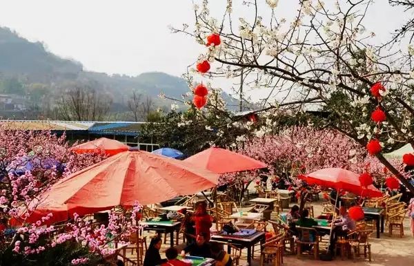 龙泉4大冷门赏桃线路出炉，向东60里遇见一座城市桃花源！