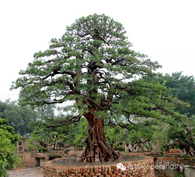 价值千万的盆景都有什么 (1000万元以上映山红盆景)