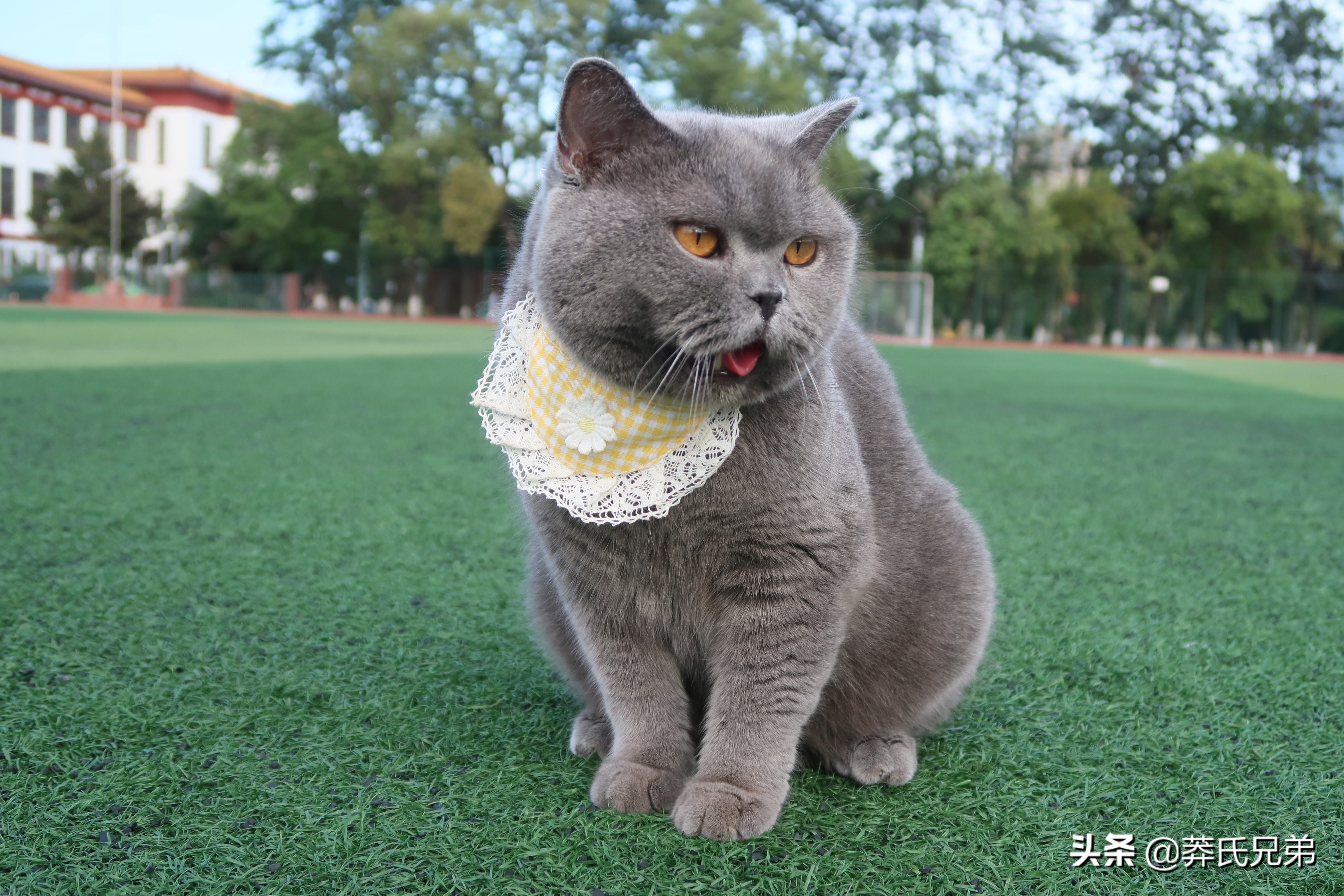 带猫去打篮球,带小猫咪去球场