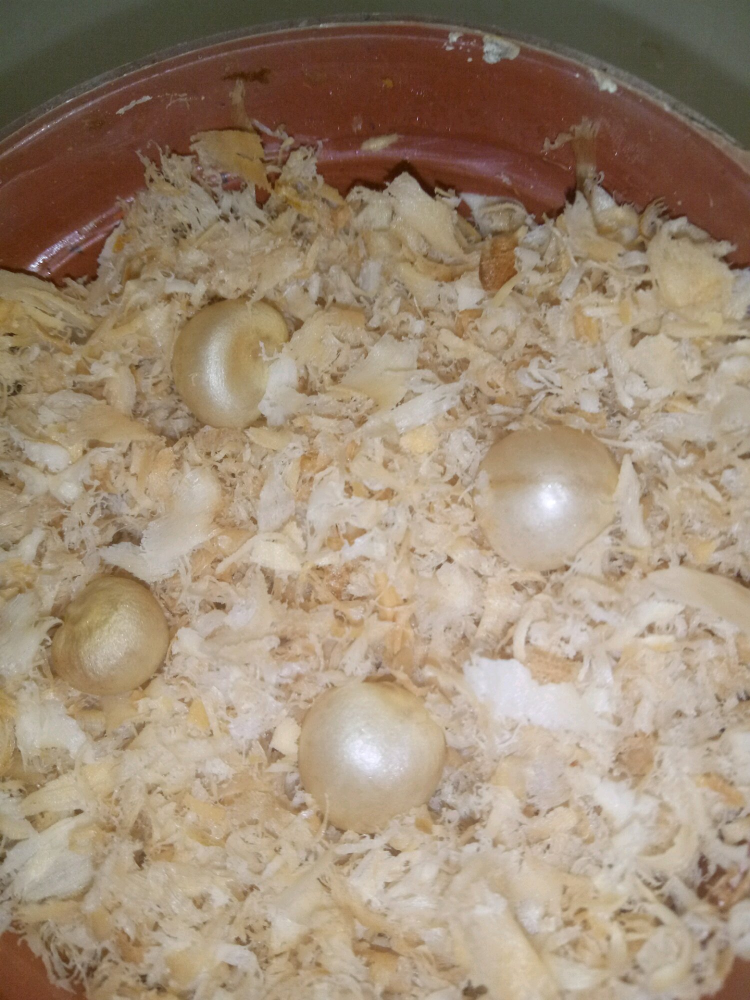 君子兰种子可以用椰糠培育吗,干透的君子兰种子怎样播种