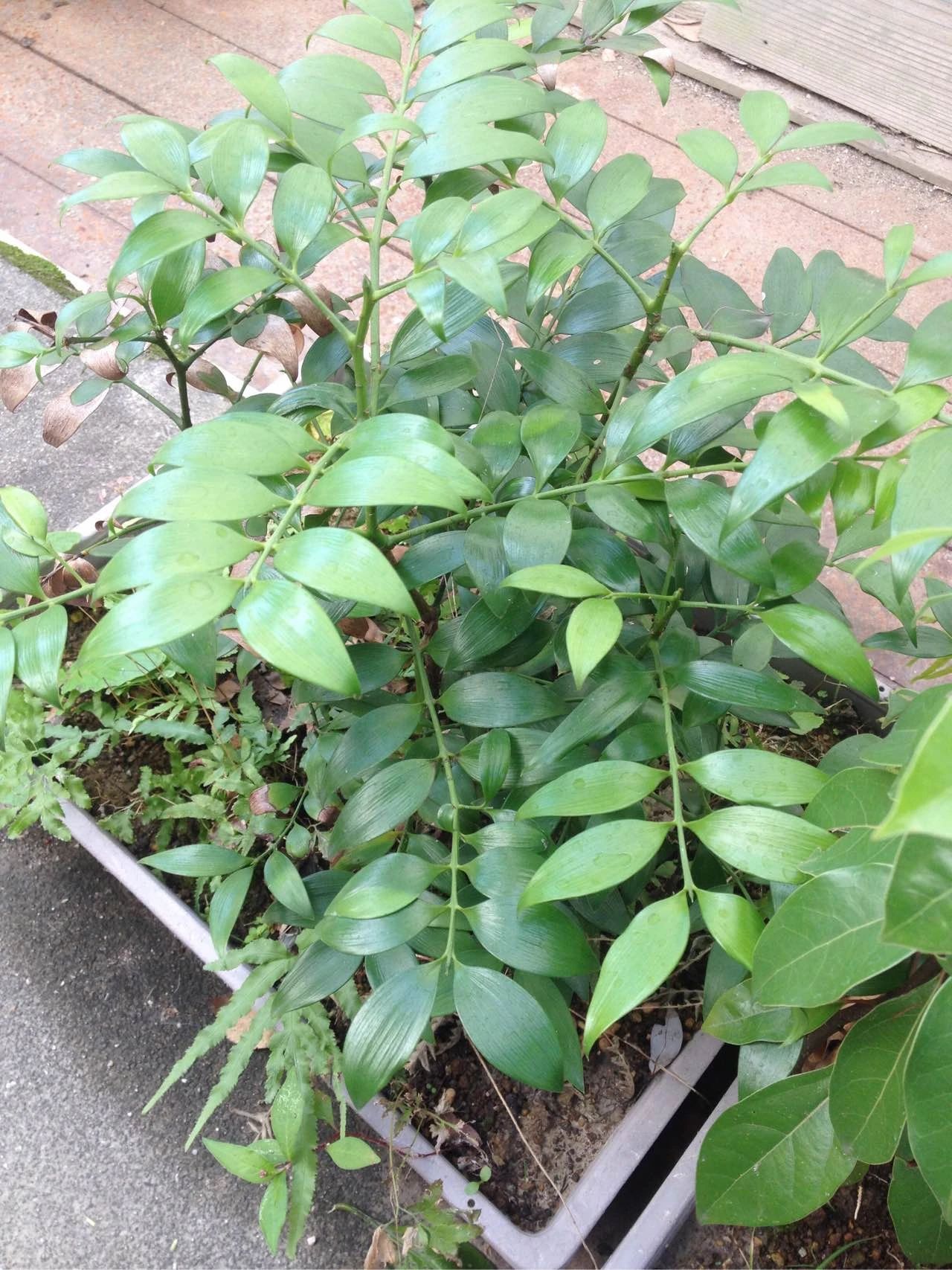 竹柏如何播种,竹柏种子培育的方法