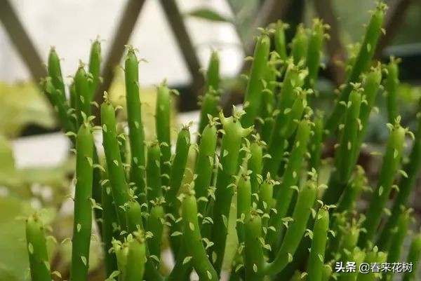 光棍树养殖方法,招财光棍树怎么样扦插
