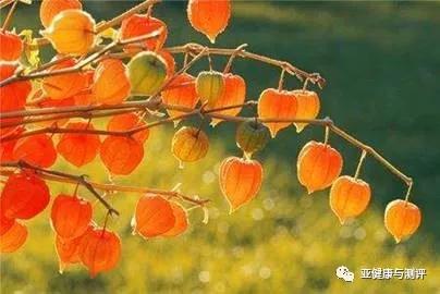 中草药锦灯笼功效与作用,红姑娘的传说