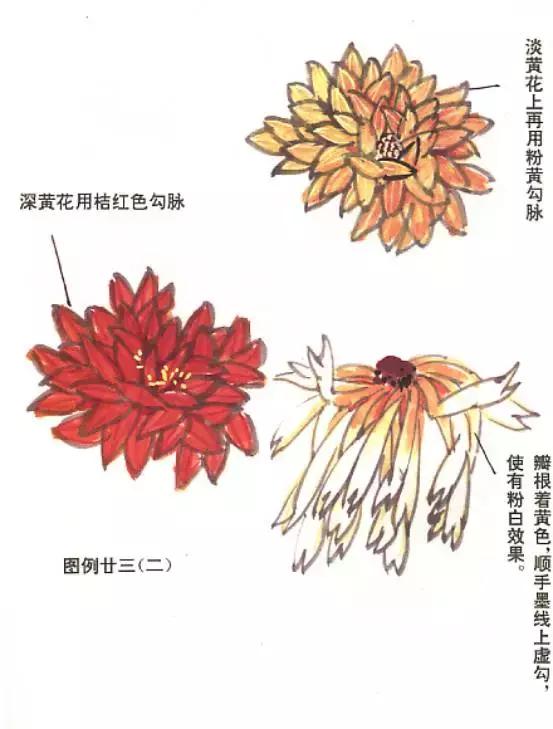 菊花国画入门简单教程,国画菊花画法技法教程