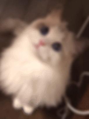 布偶猫身长四十厘米体重九斤,超级可爱的布偶猫有两万斤