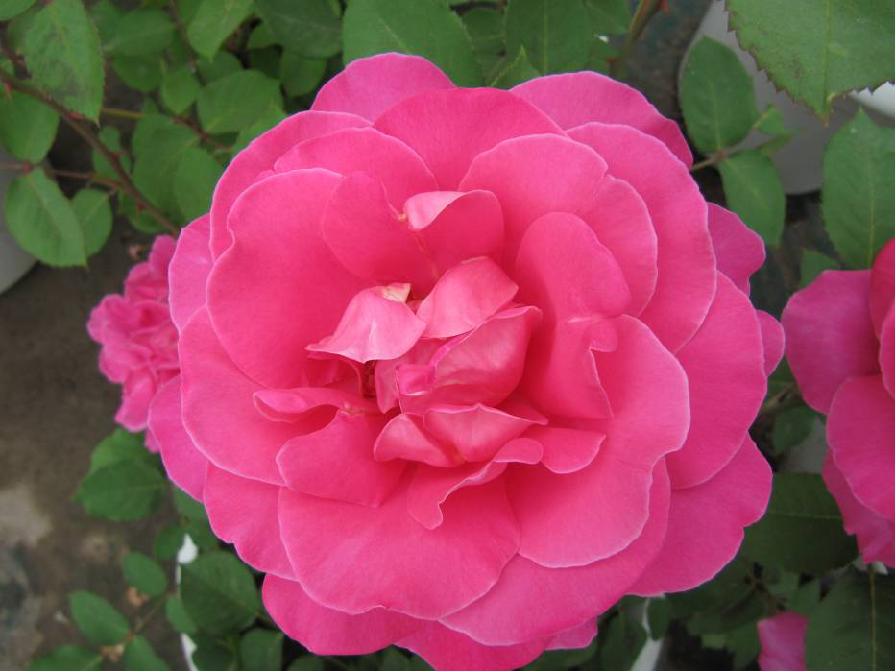 北京常见的树有哪些,北京绿化月季品种