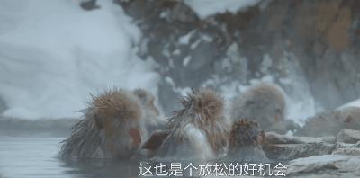 豆瓣9.8分悬疑大片,窥探电视剧豆瓣评分