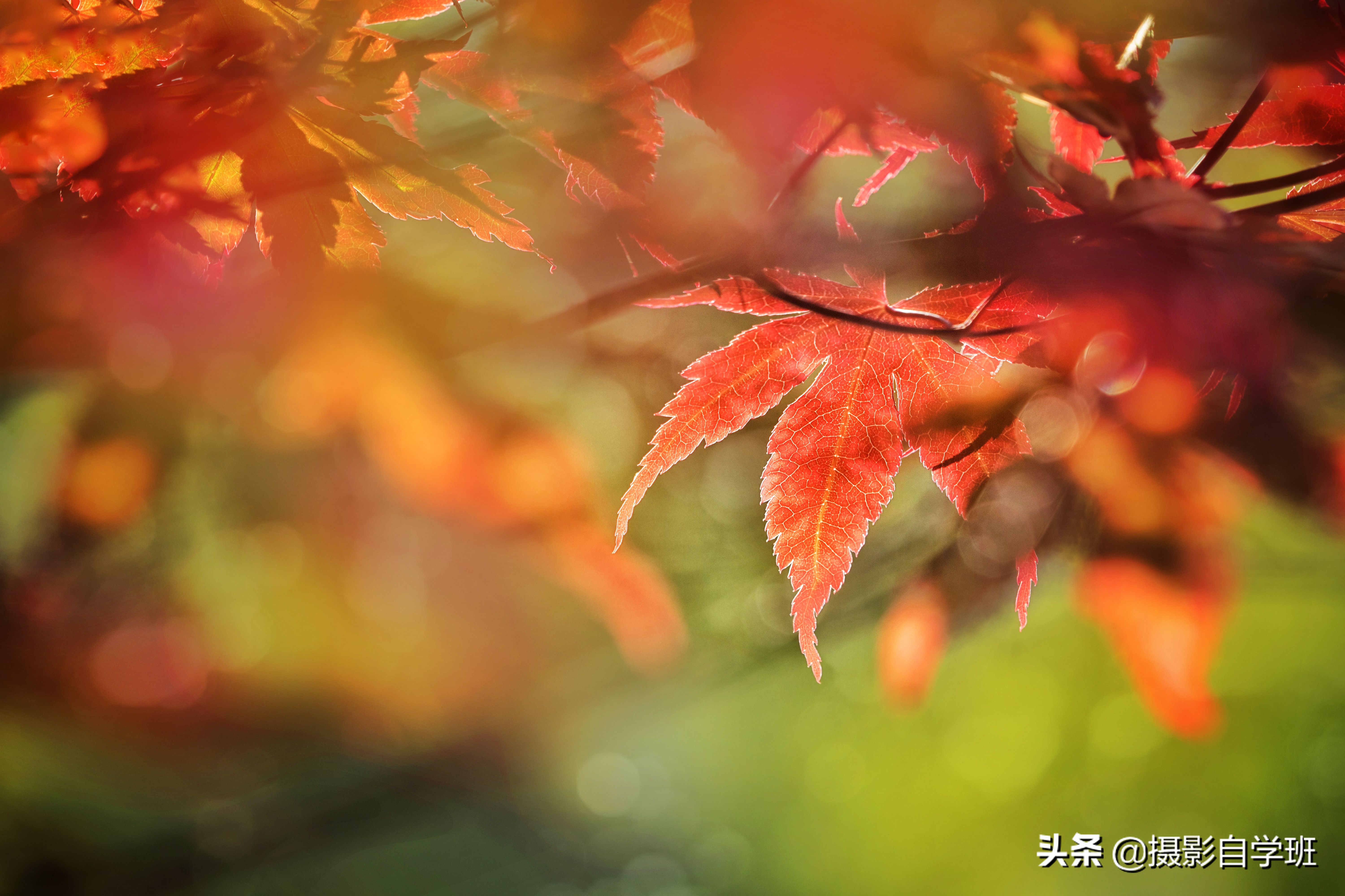 想学手机拍照技巧和修图怎么学呢,手机拍照摄影怎么学