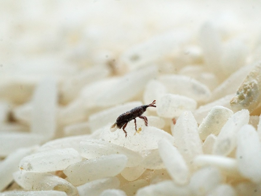 大米有黑色小虫子是什么虫子,大米里面有黑色小虫子哪里来