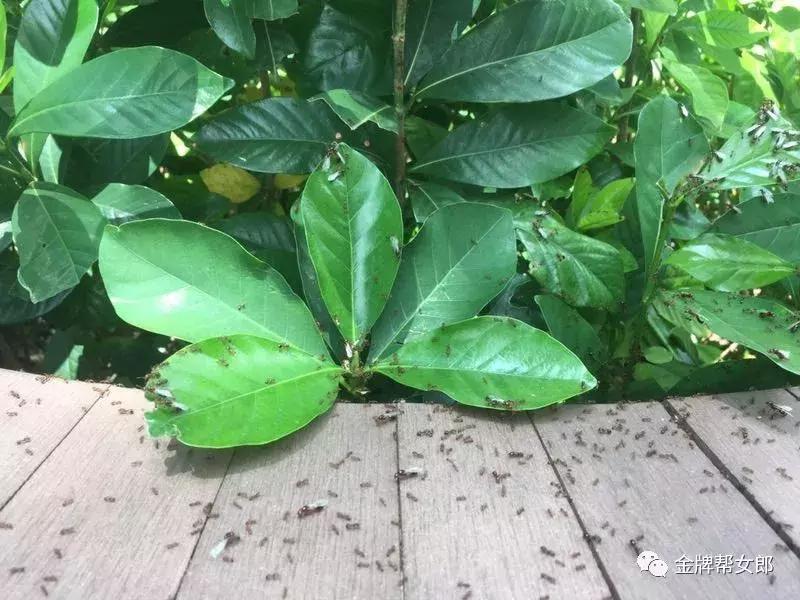 红火蚁出没村民被咬致休克,红火蚁入侵这里多人被咬伤