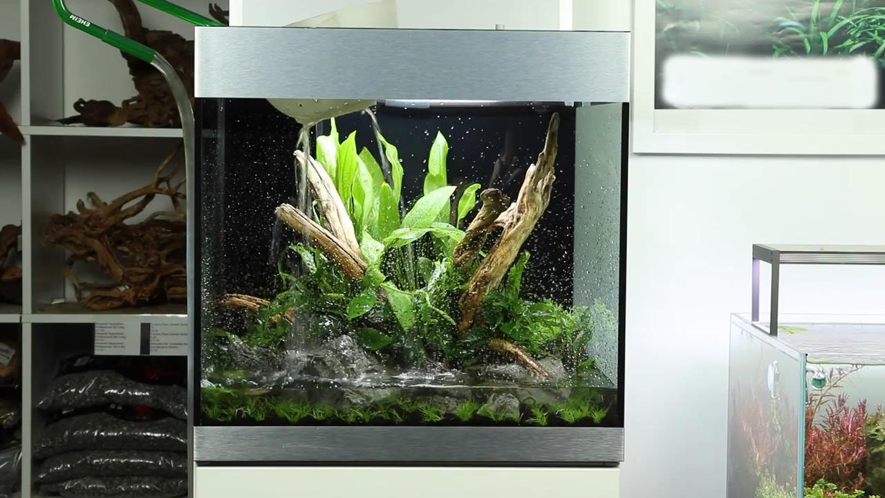 草缸造景如何栽水草,草缸造景怎么种水草种子