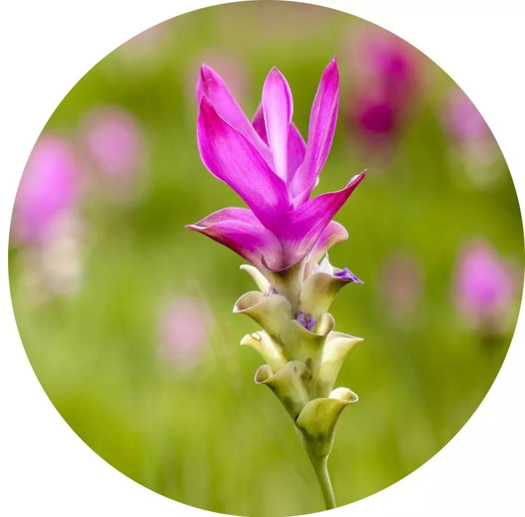 小原流花道国际标准教程,小流源花道入门教程视频