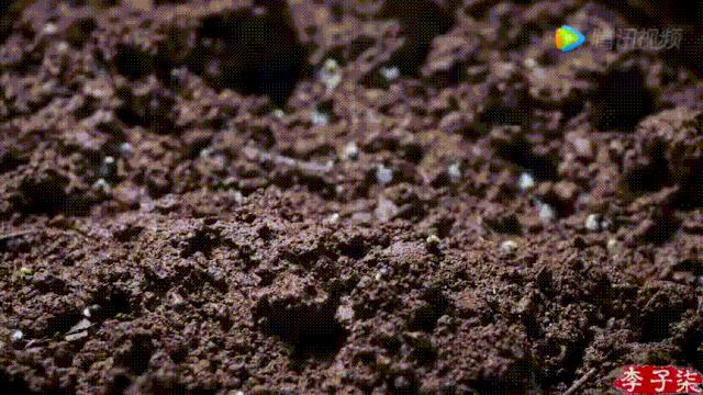 看了李子柒的视频的感受,看完李子柒后的感受