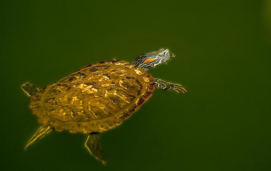 巴西龟泛滥成灾是真的吗,巴西龟是泛滥物种为什么不吃掉它