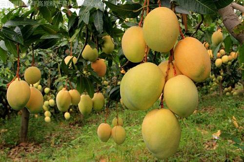 芒果有黑点还可以吃么,芒果有黑点了还能不能吃