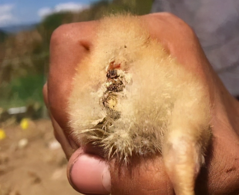 如何分辨虚寒下痢和泻热下痢,预防家禽白痢