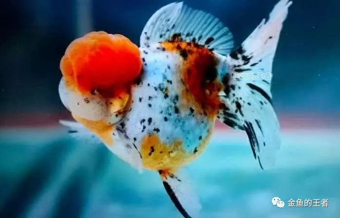 5*级A**金鱼如何评定？懂了这4条，你就是半个金鱼专家
