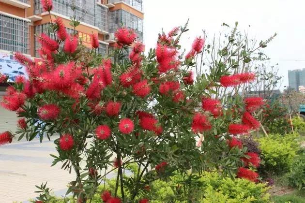 海南珍贵树木有哪些图片,海南花草树木名称大全