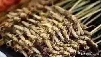 蝼蛄一斤卖几块,蝼蛄多少钱一斤和用处