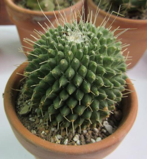 仙人球金刚丸怎么养,猩猩丸仙人球越来越小