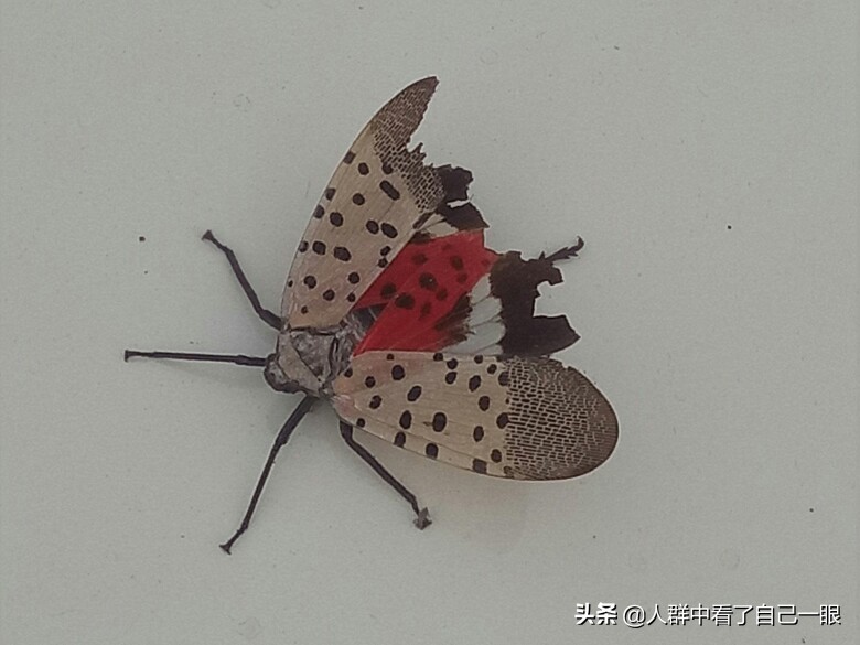 裆部事件——2008.12.16