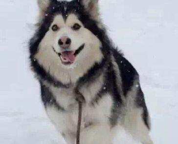 阿拉斯加雪橇犬有几种颜色,阿拉斯加雪橇犬是什么品种的狗