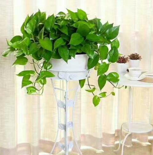 绿萝长得太旺盛可以在家里养吗,家里绿萝怎么养好看又不发臭