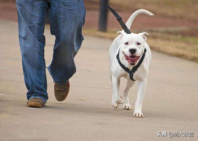 狗狗如何有效去除泪痕,狗狗泪痕好了还需要吃泪痕液吗