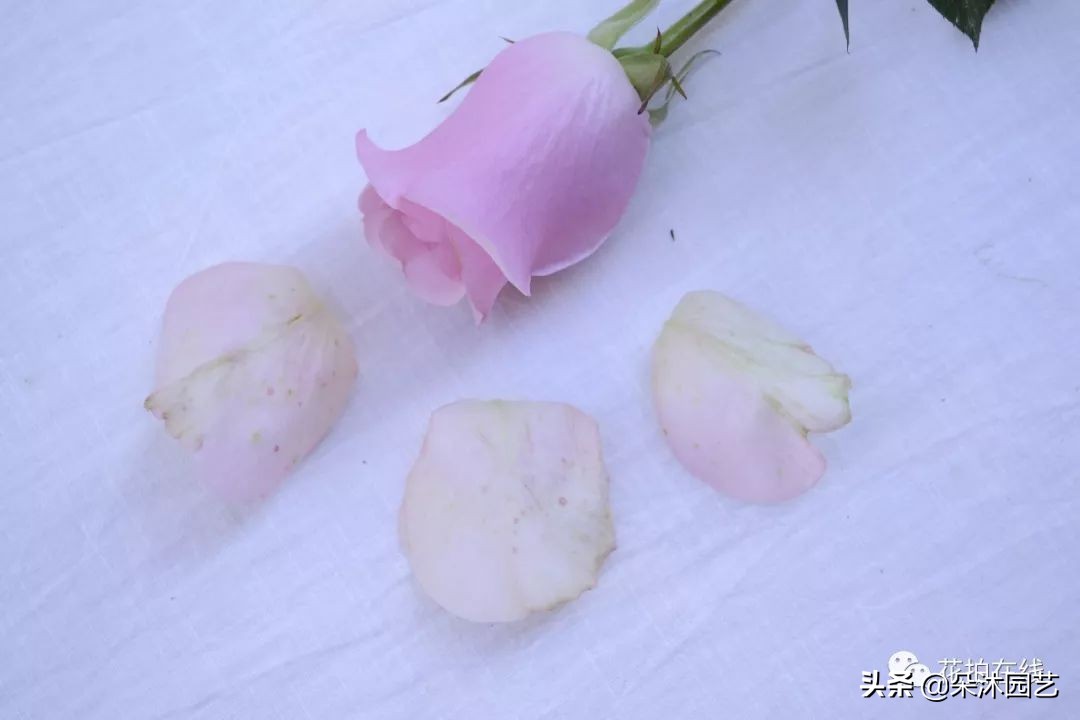 科普|别再吐槽啦，玫瑰不“新鲜”才是正常的！那叫保护瓣儿~