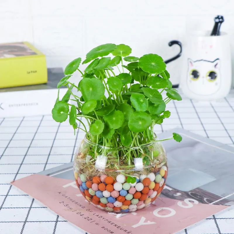 铜钱草水培绿植叶子黄用什么肥,铜钱草叶片如何养得又大又绿