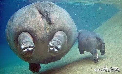 汗血宝马暴躁视频,汗血宝马的暴脾气