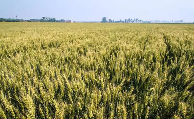 全新疆著名的特产,盘点十大新疆的特产