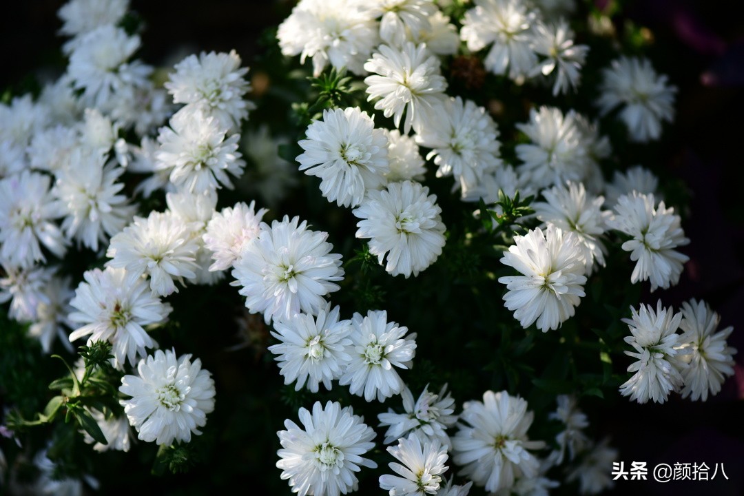 扶不起的绿植,扶不起的绿植视频