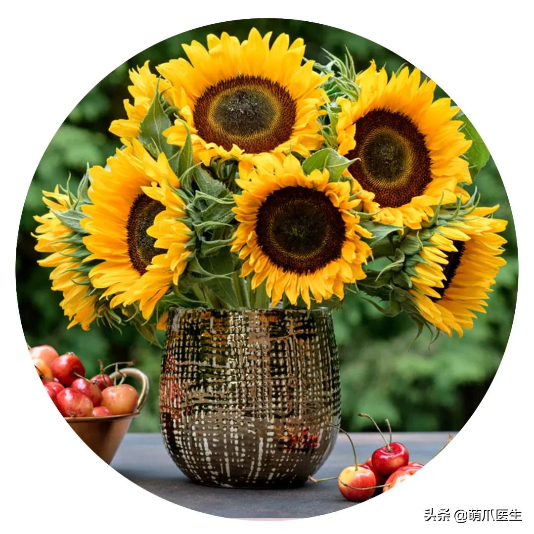 养了猫还适合养鹦鹉吗,养了猫还能养松鼠吗