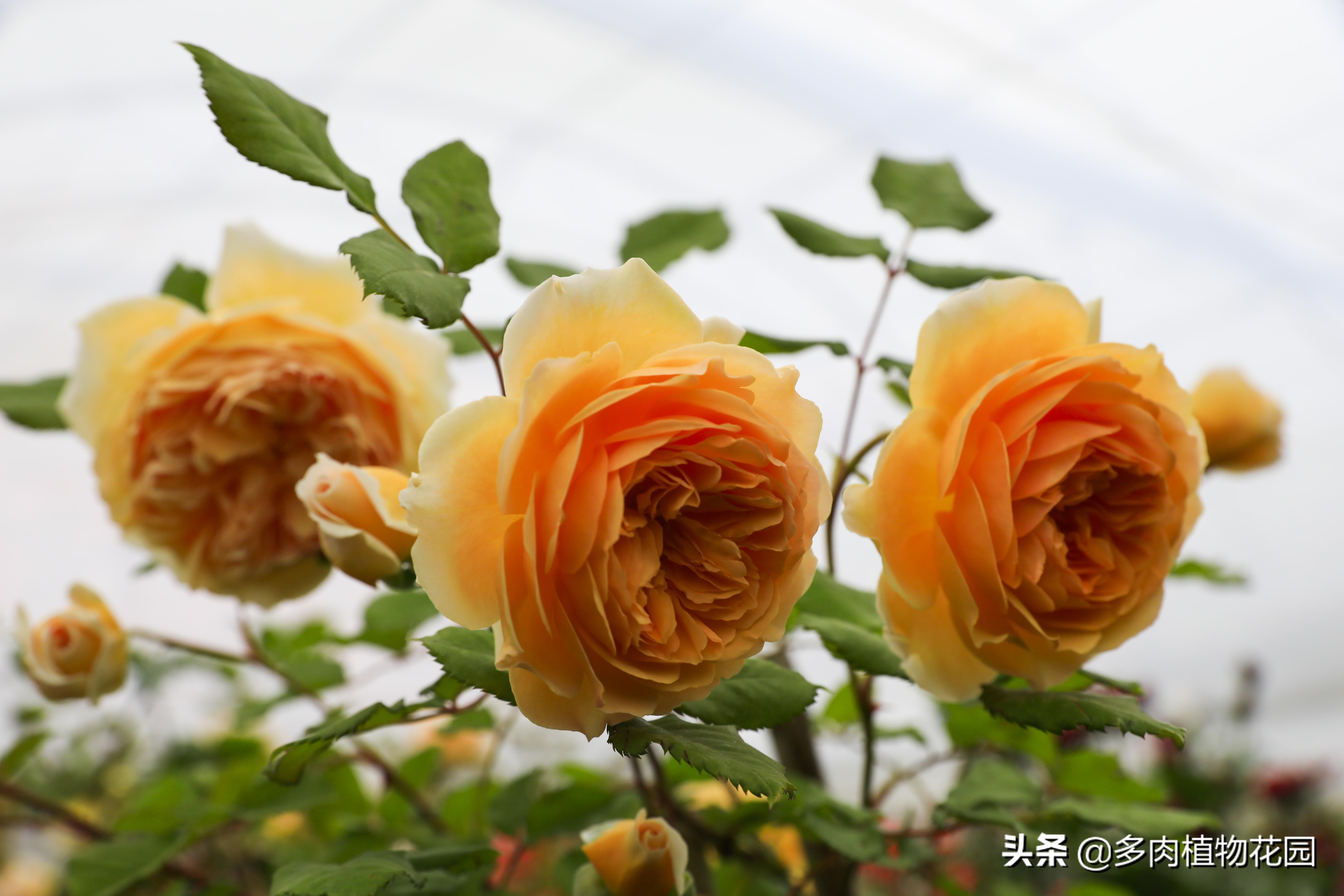 露台月季花的养护,月季花苗养护方法