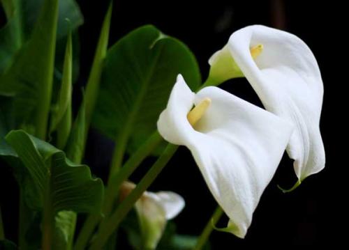 盘点世界各国国花你最喜欢哪种,盘点各国国花