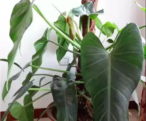 大叶绿萝黄叶咋回事怎么处理,大叶绿萝黄叶开裂要施硫酸亚铁吗