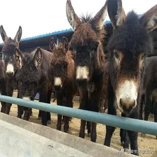 农村冷门家庭养殖业投资小利润,农村冷门养殖行业赚钱