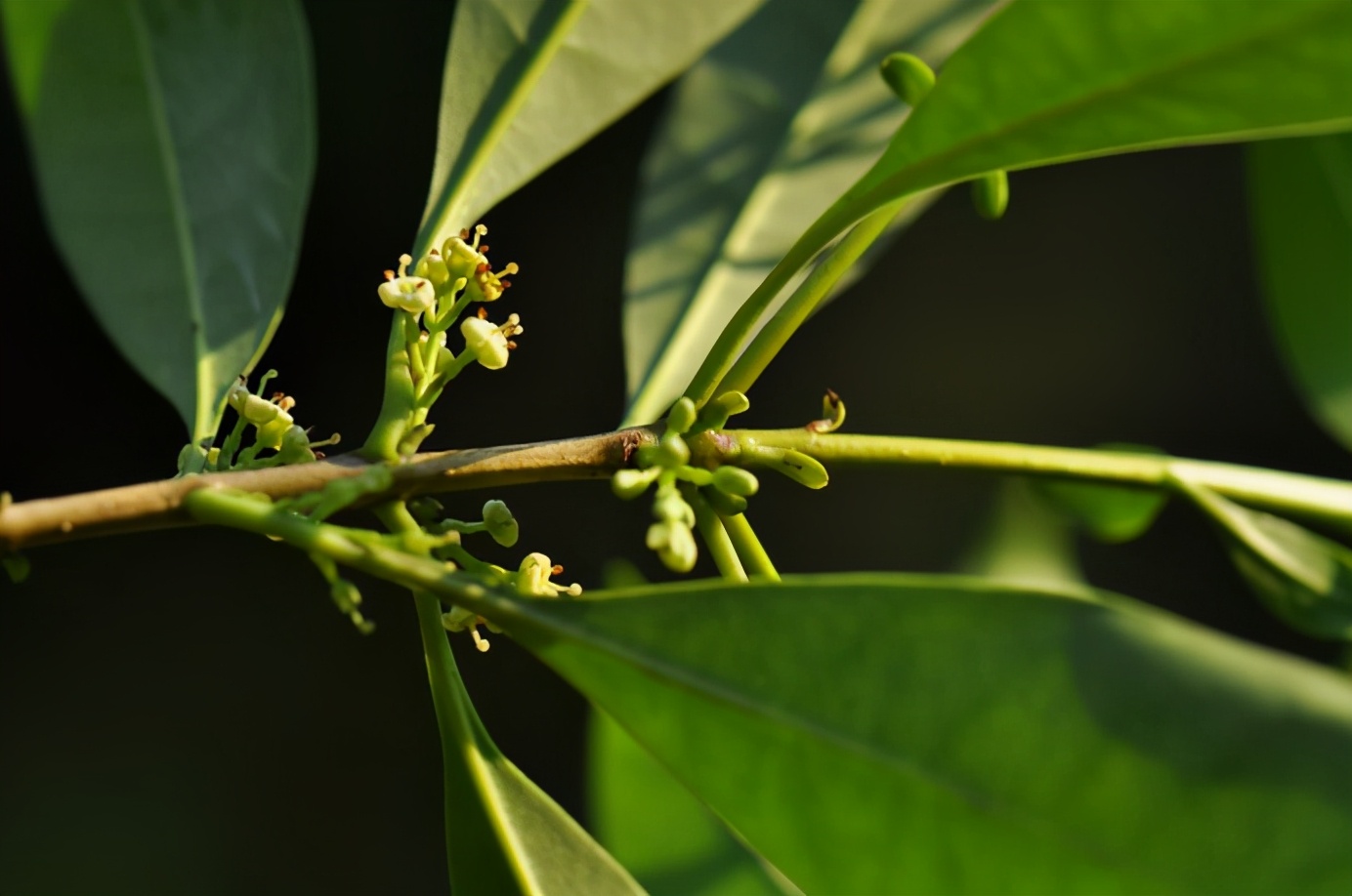 百种果子简介,百种果实图片