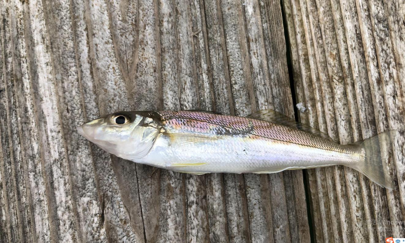 初次出海钓鱼的视频,钓鱼人第一次出海钓鱼