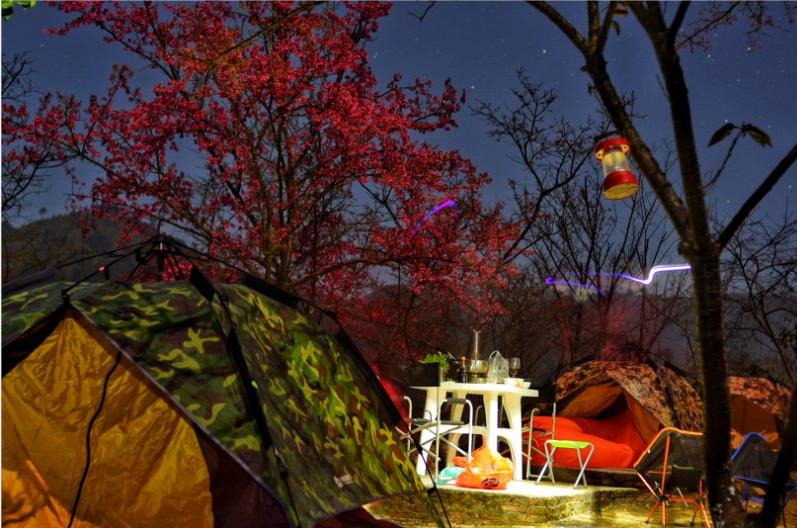 广东看樱花旅游景点推荐,广东樱花打卡景点