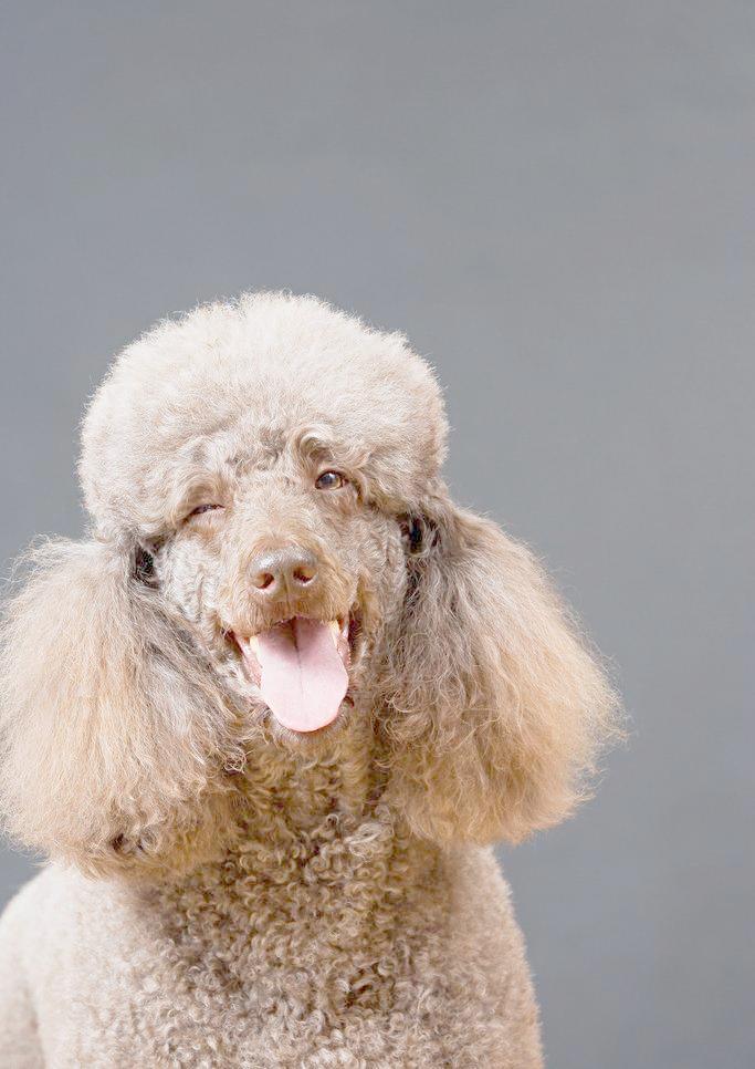 小北京犬宠物狗品种图片大全,常见宠物狗的品种大全及图片