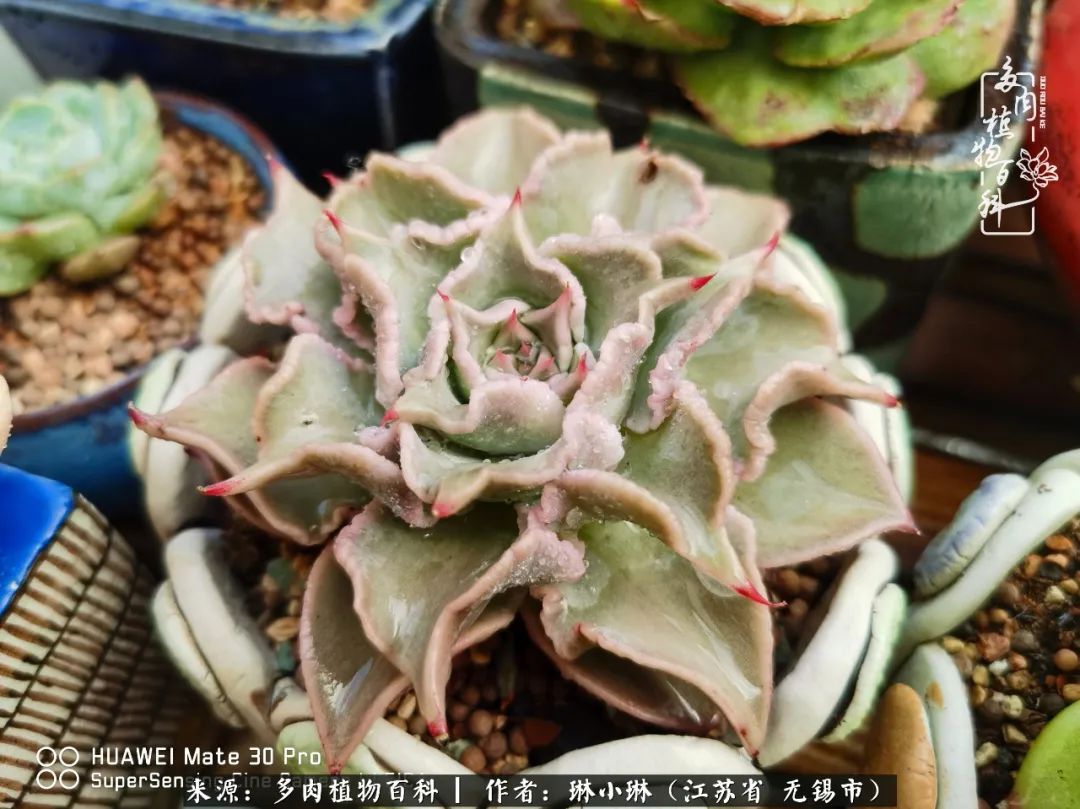 多肉变美是需要时间的,千万别辜负了多肉变美的黄金季节