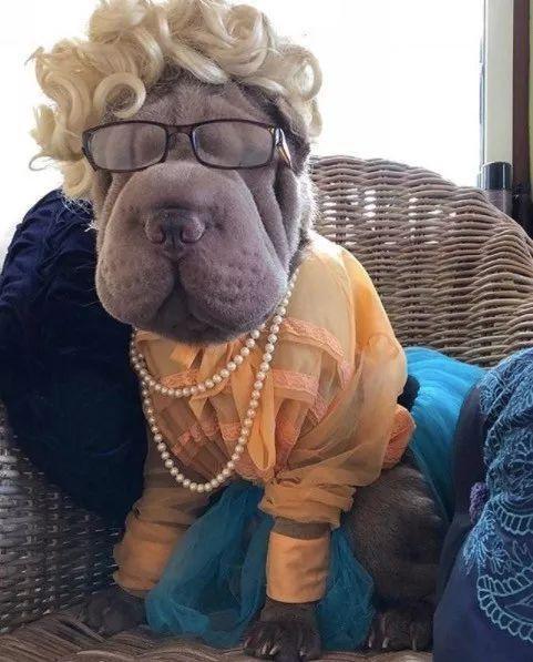 当这只整天都“睡不醒”的沙皮，遇上一位心灵手巧的铲屎官