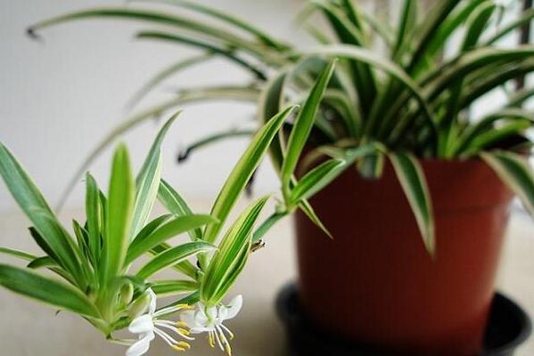 花草黄叶烂根怎么回事,养花草35年也不积水烂根黄叶