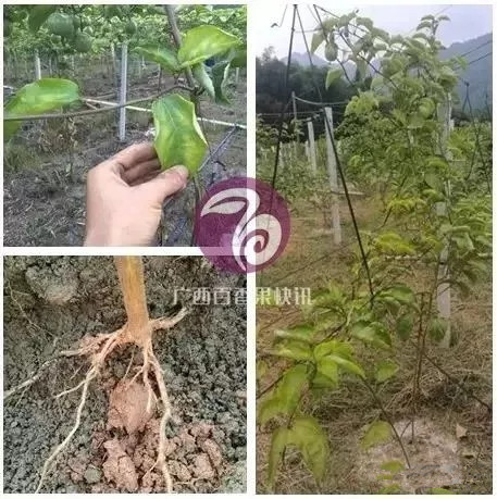 黄金百香果吃多了会有什么副作用,福建黄金百香果跟云南黄金百香果