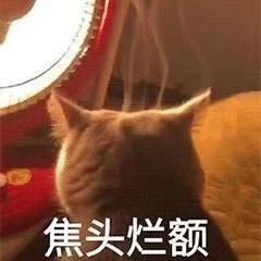 养猫一年要花多少钱,养猫一年下来多少开销