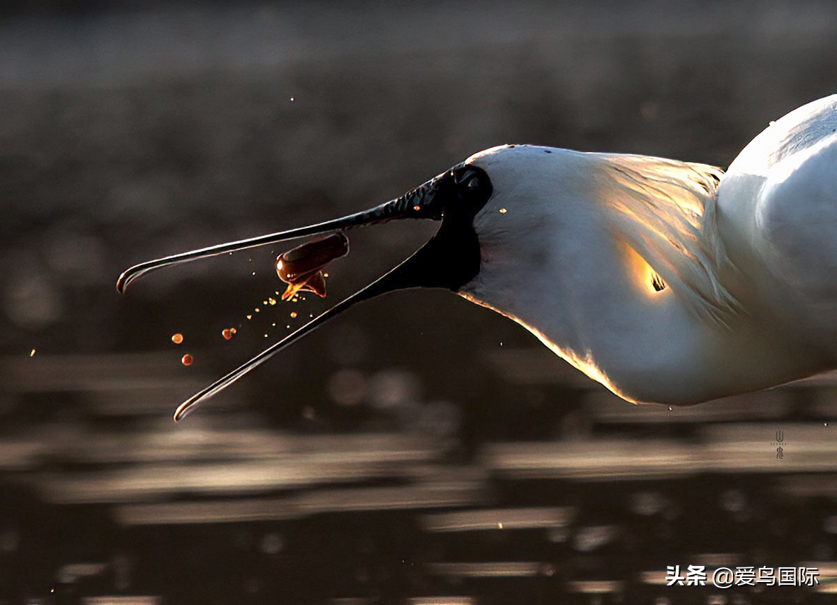 躁动的繁殖季节2021观鸟大年五月精华作品集