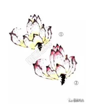 荷花的画法和步骤图解,最简单的荷花画法一学就会