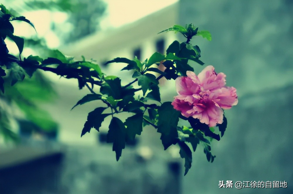 木槿花开温柔的坚持,木槿花始终温柔地坚持